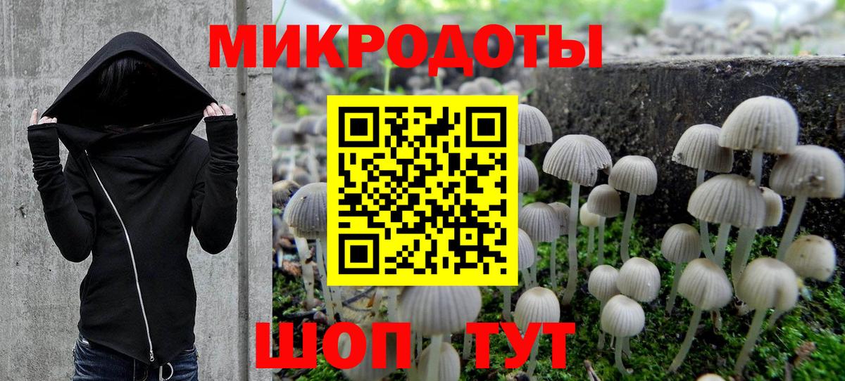 Галлюциногенные грибы Psilocybe Торжок
